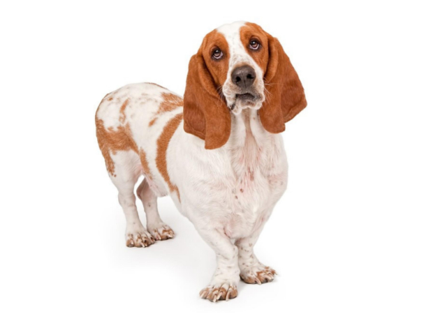 Basset Hound