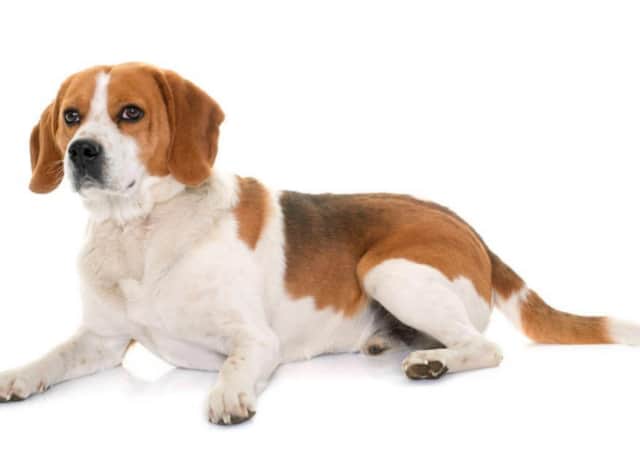 Beagle Dog