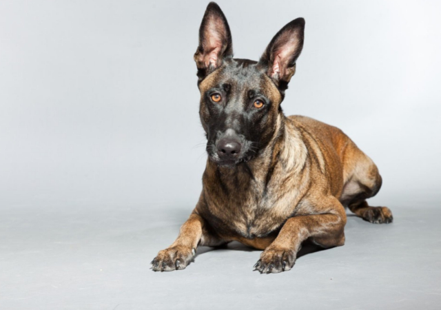 Belgian Malinois
