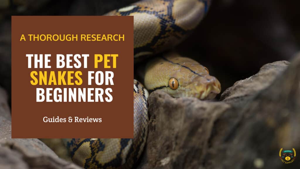 The 10 Best Pet Snakes For Beginners  (Pictures Inside)