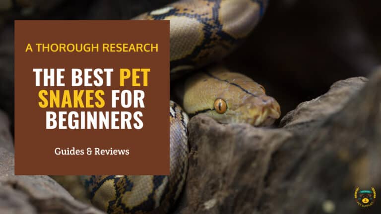 Best Pet Snakes For Beginners