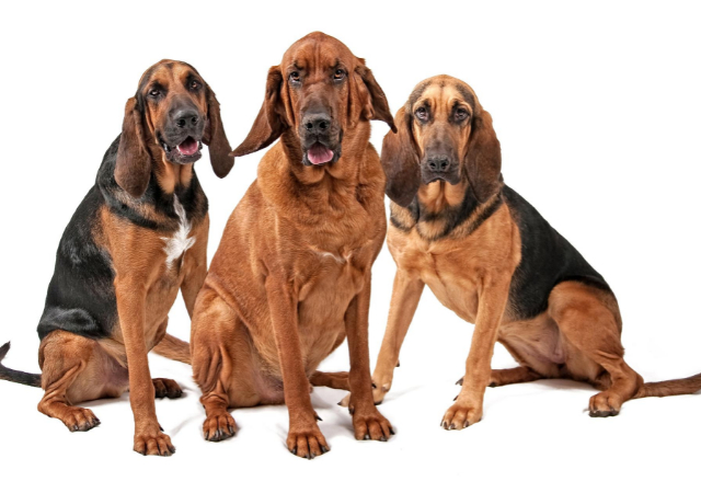Bloodhound