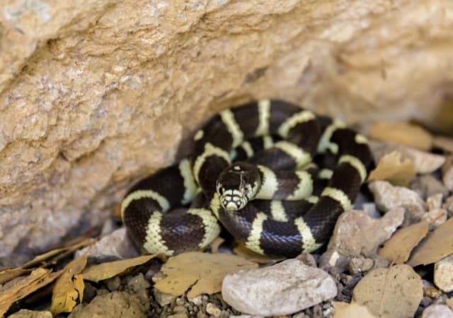 California Kingsnake