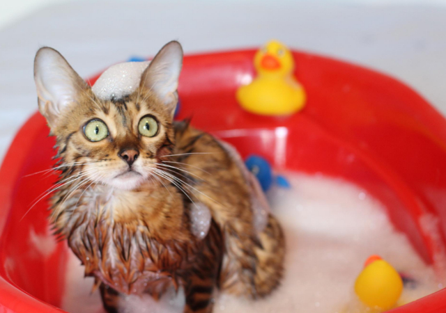 Cat shampoo
