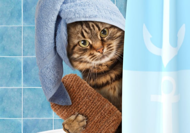 Cat taking a bath