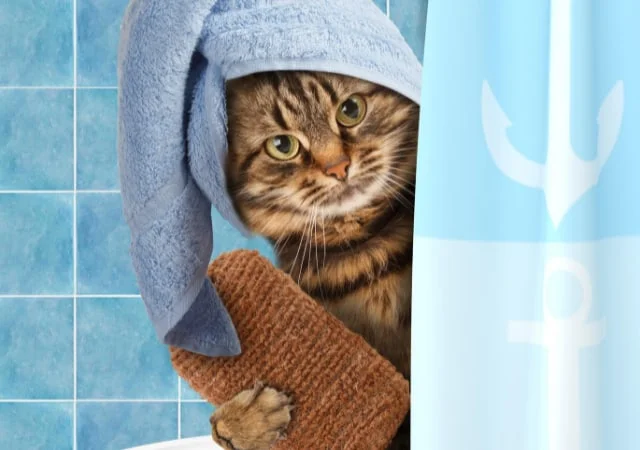 Cat taking a bath