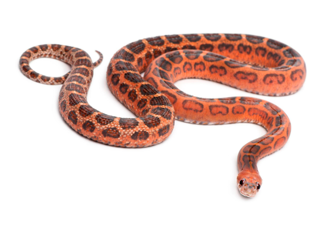 Corn Snake