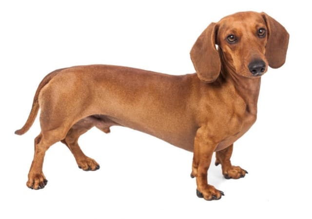 Dachshund