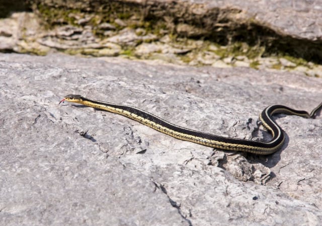 Garter Snake