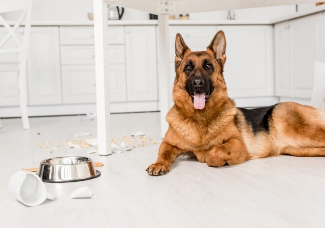 German Shepherd