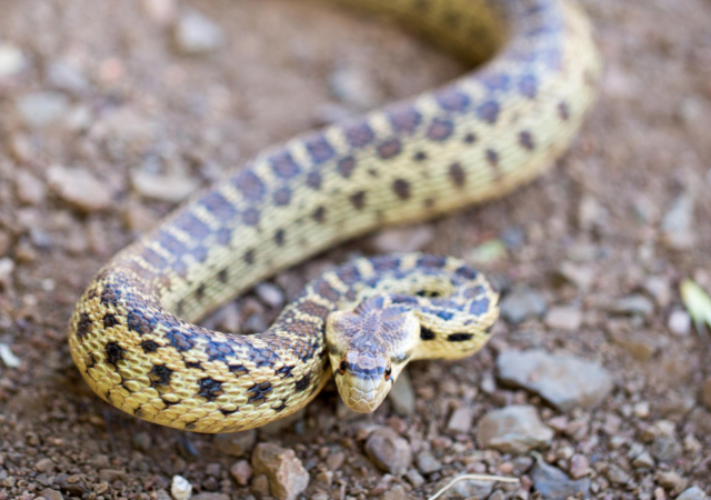 Gopher Snake