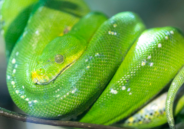 Green Tree Python