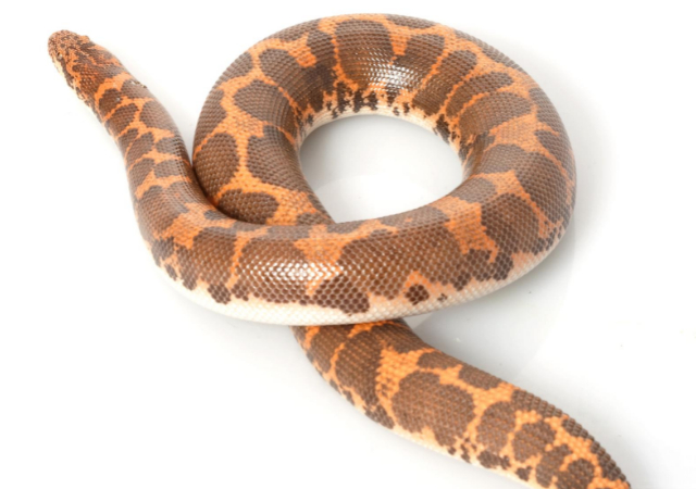 Kenyan Sand Boas