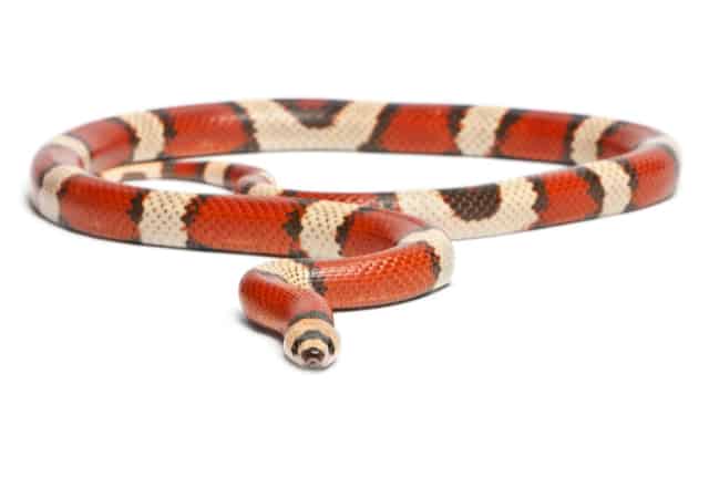 Milk Snake