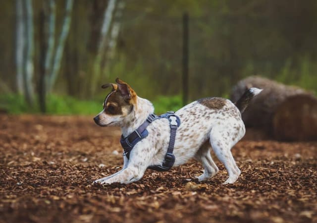 Rat Terrier Dog