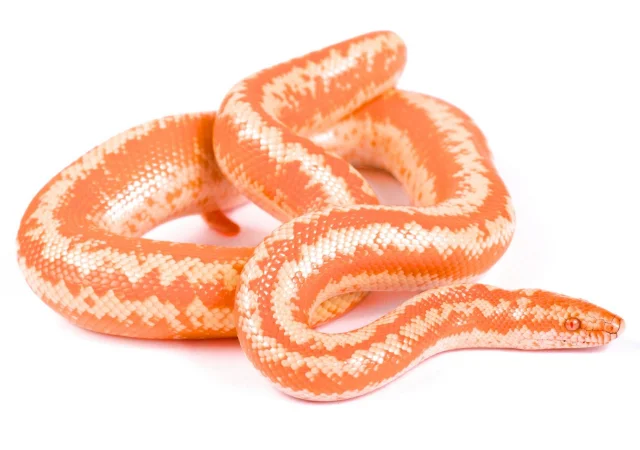 Rosy Boa