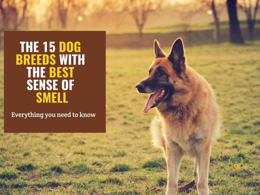 15 Dog Breeds with The Best Sense of Smell