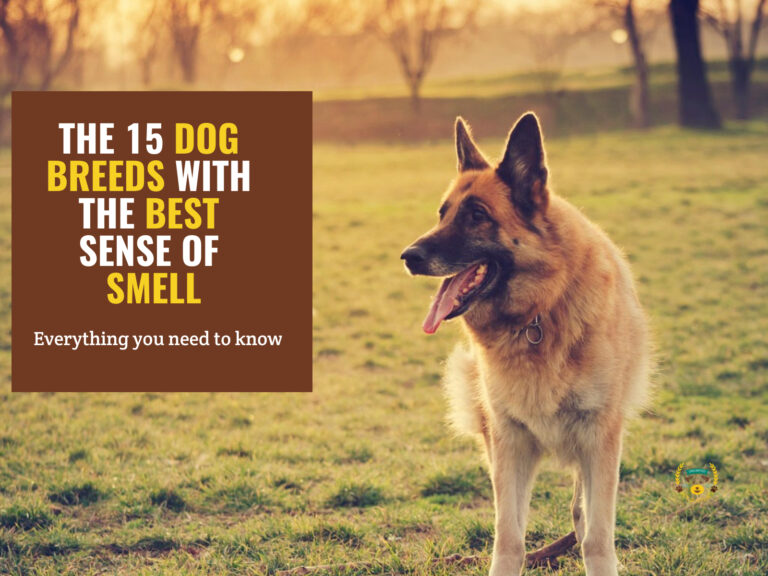 The 15 dog breeds with the best sense of smell (2)