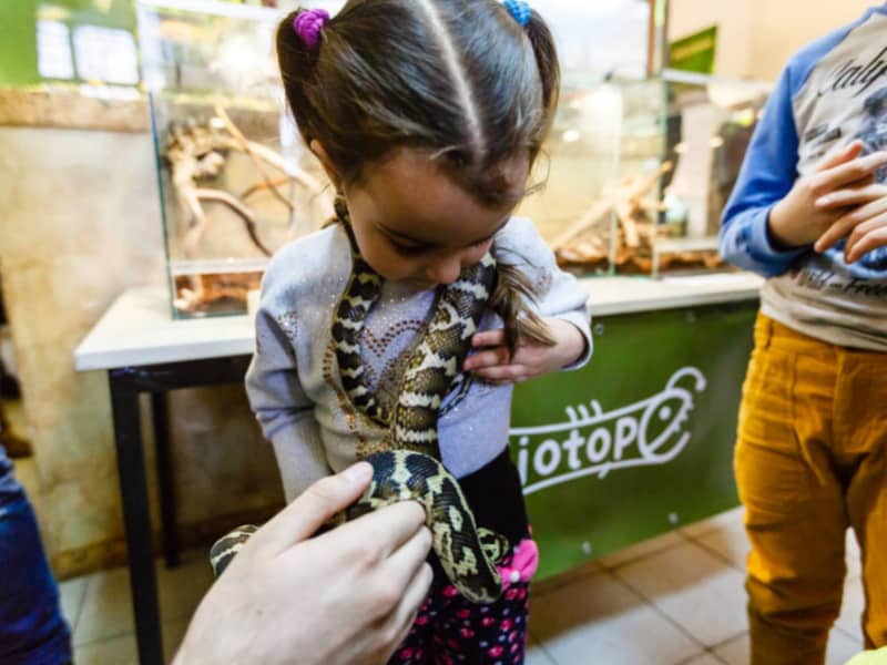 Young girl holding small ball python in zoo