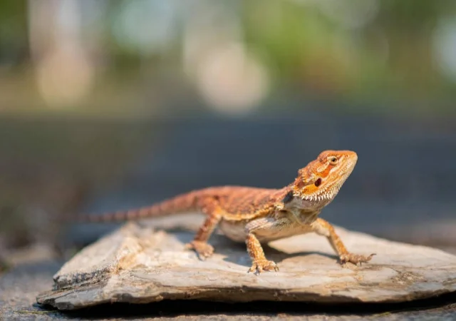 Bearded Dragon