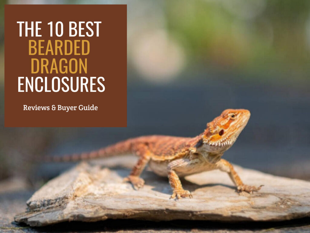 The 10 Best Bearded Dragon Enclosures, Terrariums, and Tanks