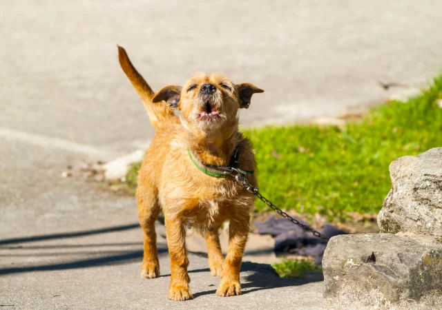 Dog Territorial Barking