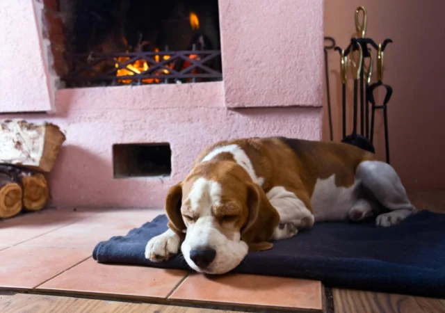 Dog needs comfort