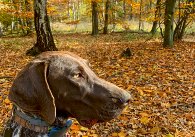 German Shorthaired Pointer