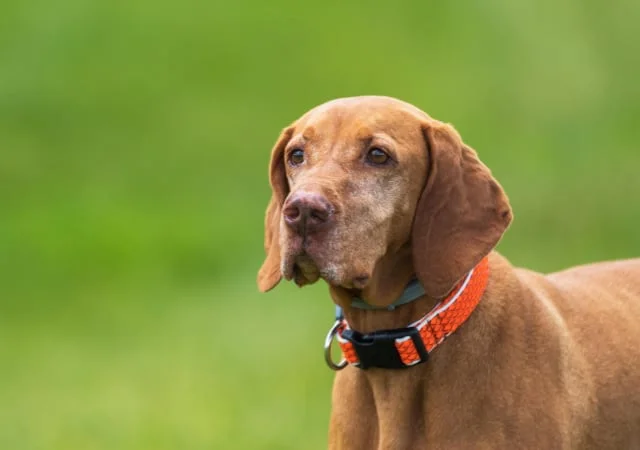 Pointer Dog