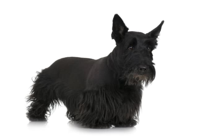 Scottish Terrier