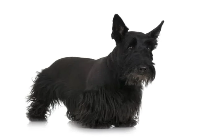 Scottish Terrier
