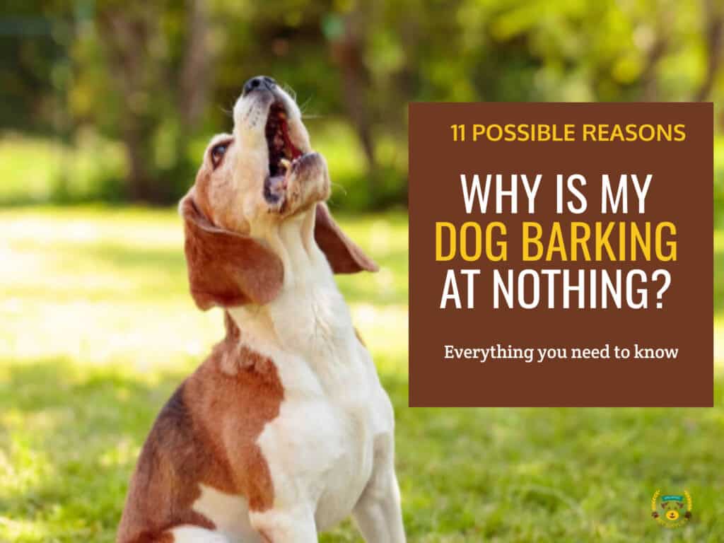 11 Possible Reasons Why Dogs Bark at Nothing