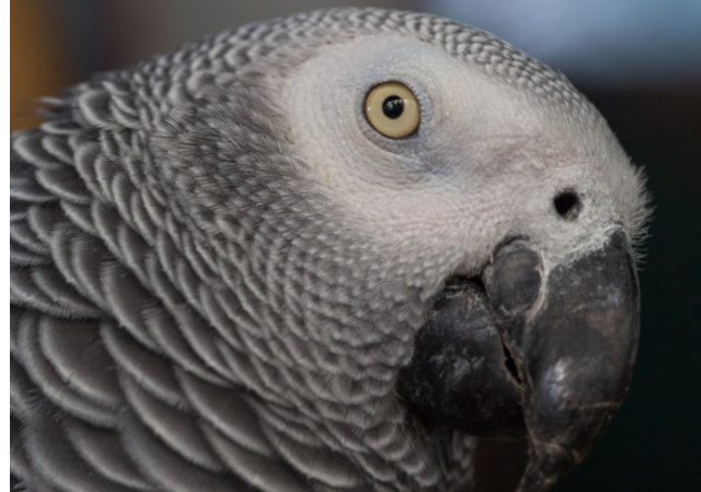 african grey parrot close up