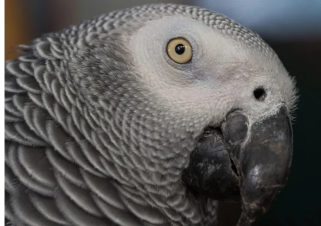 african grey parrot close up