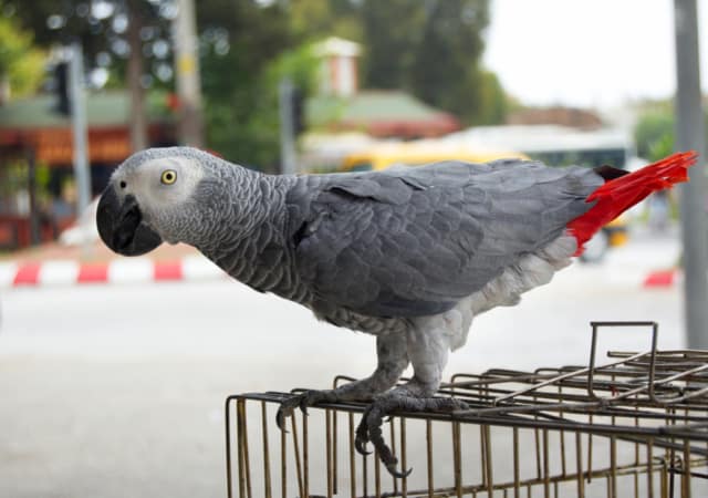african grey parrot cost