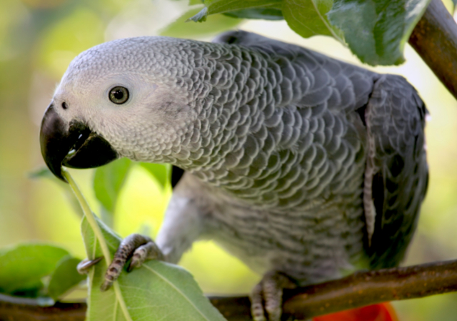 african grey parrot