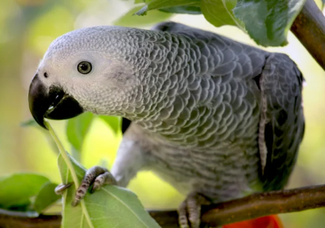 african grey parrot