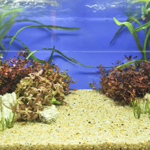 aquarium decor