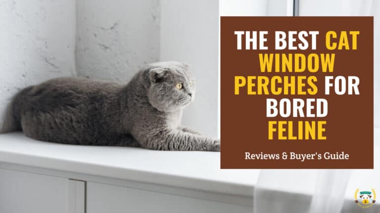 best cat window perches for bored feline