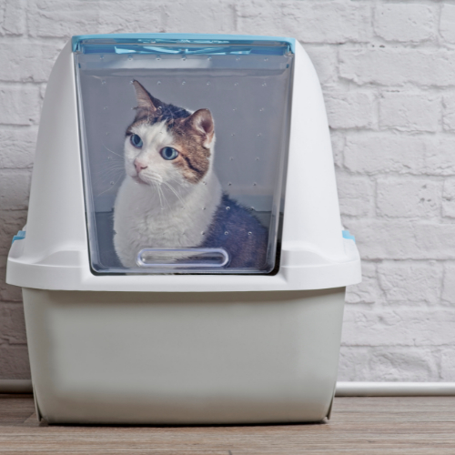 cat litter