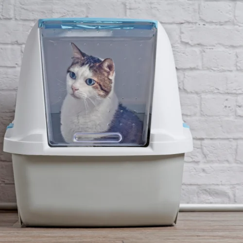 cat litter