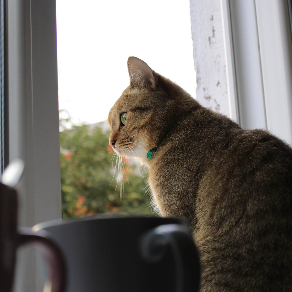 cat looking from window