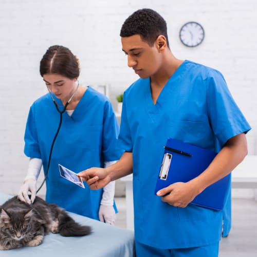cat ultrasound