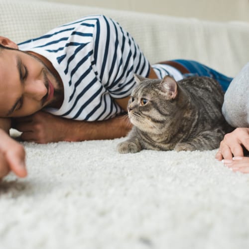 cat with its owner
