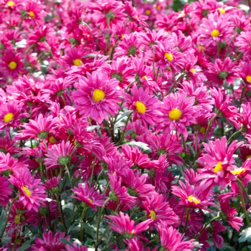 chrysanthemums