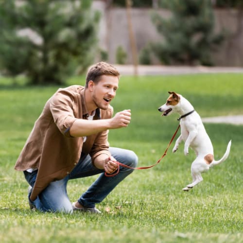 dog exercise
