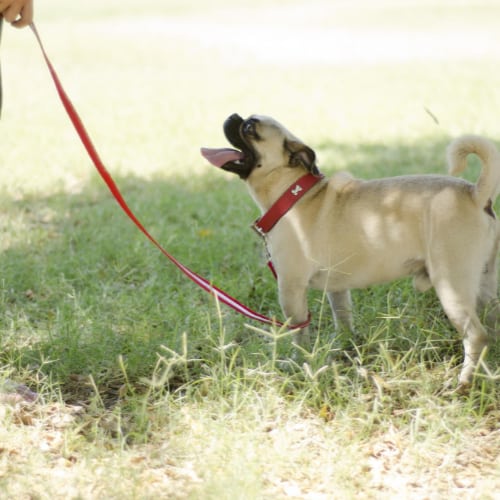 dog leash