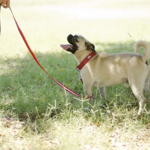 dog leash