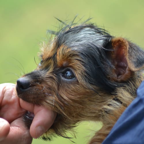 dog bite