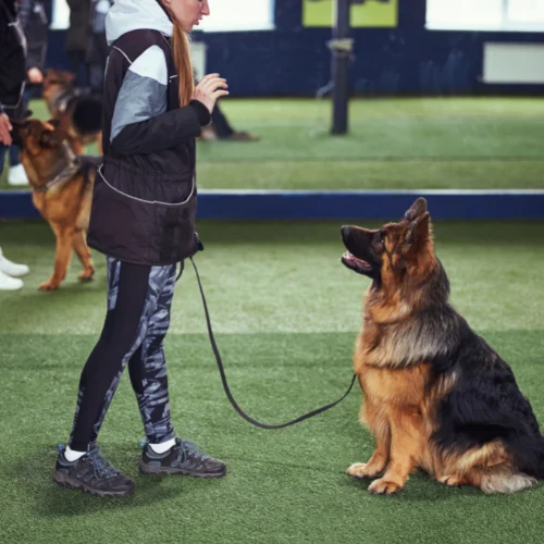 dog trainer